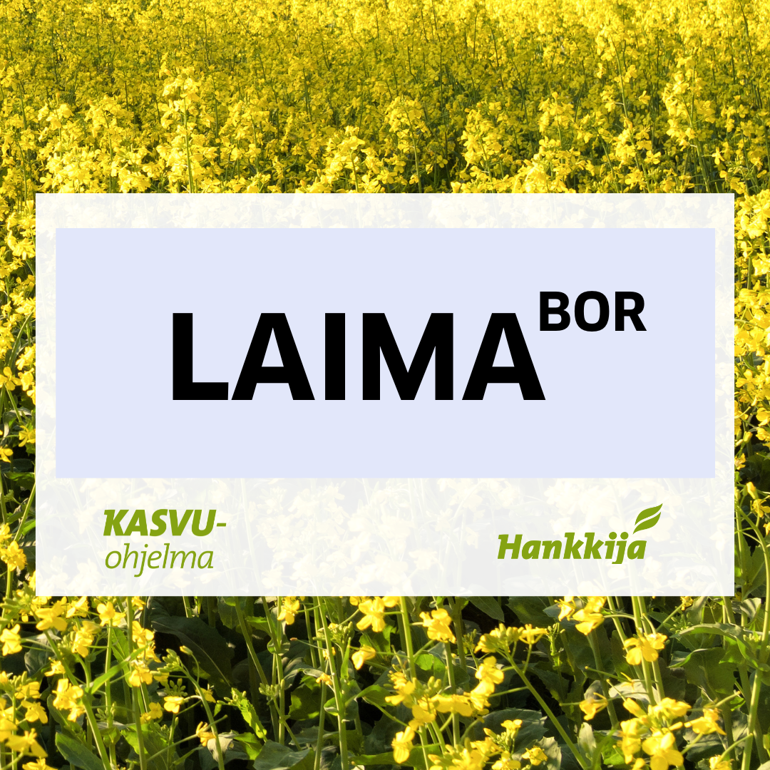 Laima rapsi kevätrapsi