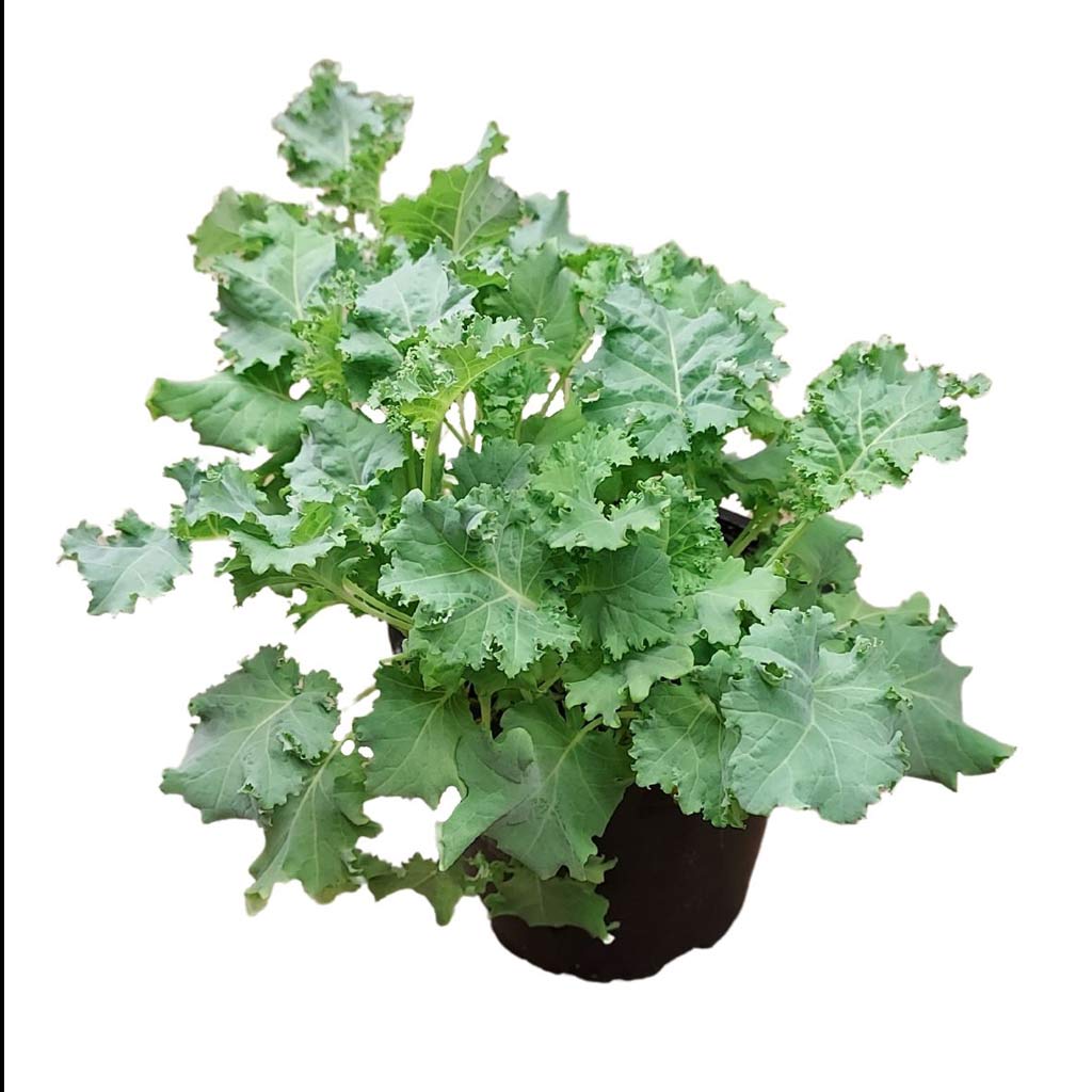 Lehtikaali 12 cm ruukussa