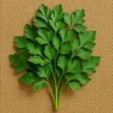 Lehtipersilja Gig. D'Italia 1 kg