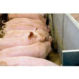 Eastman Stabilizer Pig Na irto