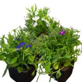 Lobelia 9 cm ruukussa