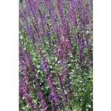 Loistosalvia Blue Queen