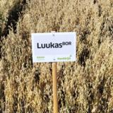 Luukas BOR siemenkaura kemiallisesti peitattu