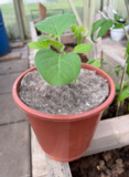 MÄÄ - Taimisuoja, halkaisija 25 cm, 5 kpl nippu