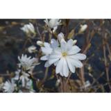 Tähtimagnolia, astiataimi