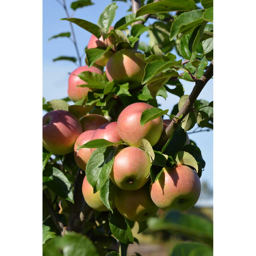Omenapuu Aroma kääpiöivä