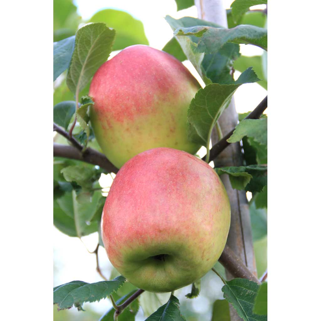Omenapuu Solnyshko kääpiöivä