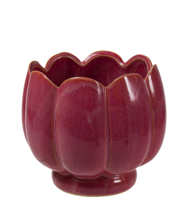 Suojaruukku tumma rosa 15x15x13,5 cm