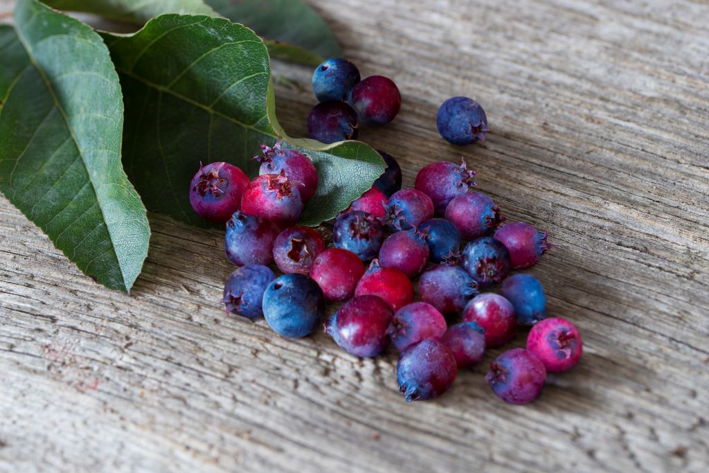 Marjatuomipihlaja Saskatoon Berry