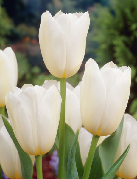Tulppaani Catherina, 50 sipulia/pussi