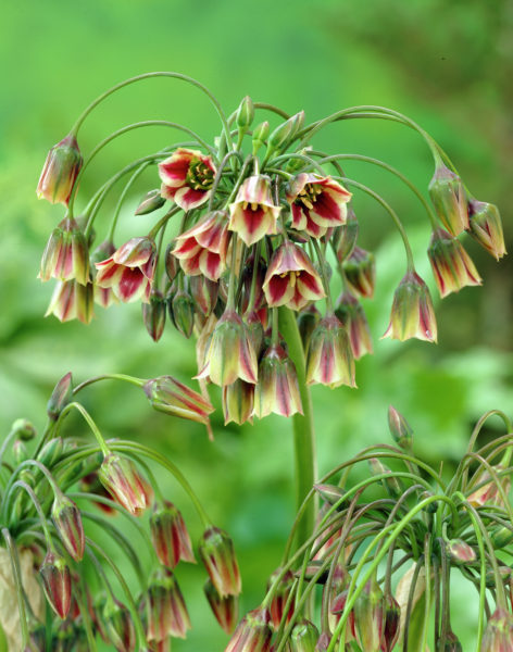 Laukka Bulgaricum nectaroscordum