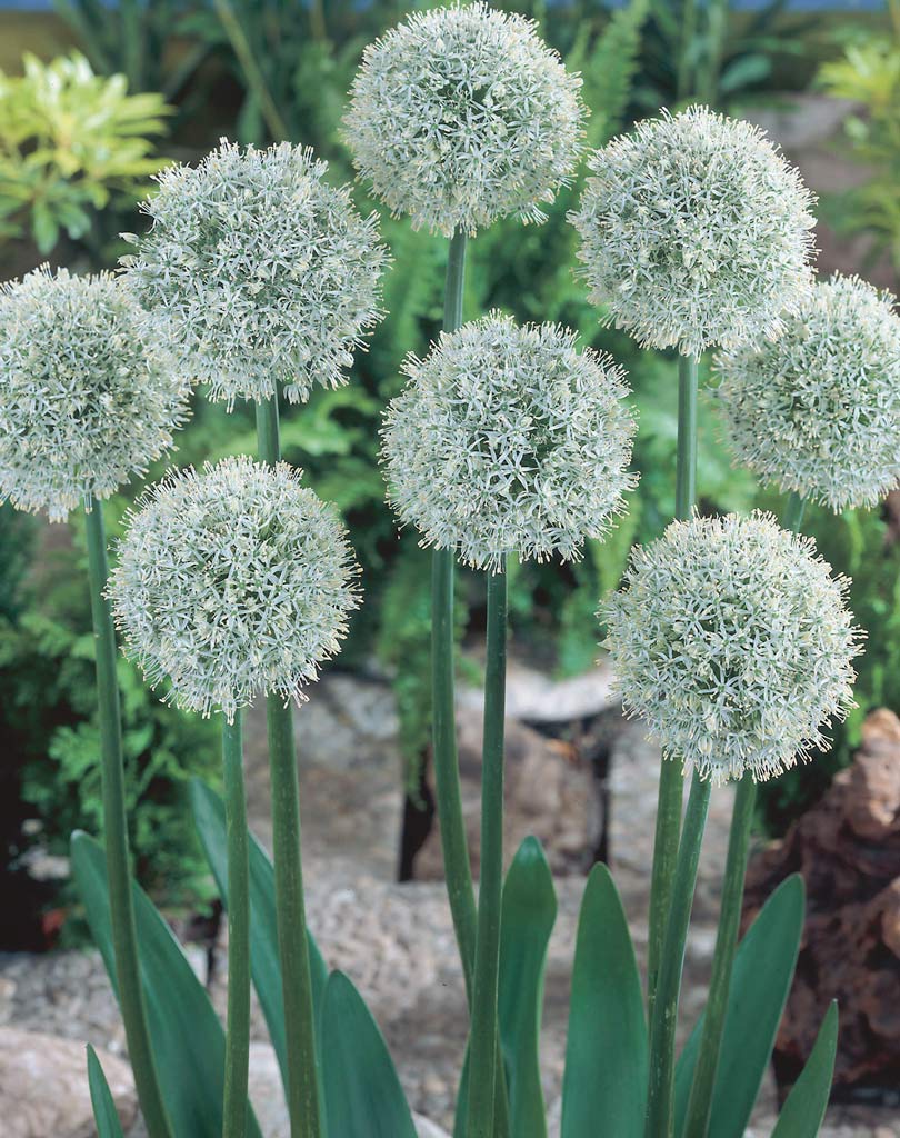 Allium Mount Everest 25 kpl