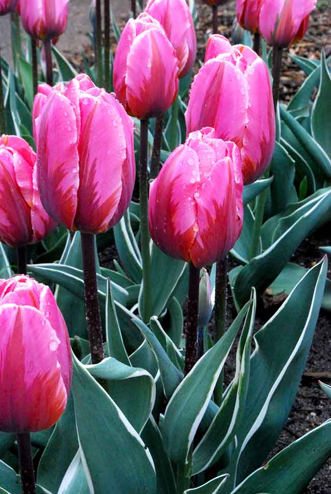 Tulppaani Pretty Princess, 50 sipulia/pussi