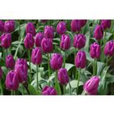 Tulppaani Purple Flag, 50 sipulia/pussi