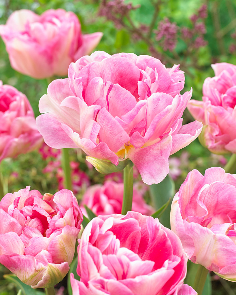 Tulppaani Angelique