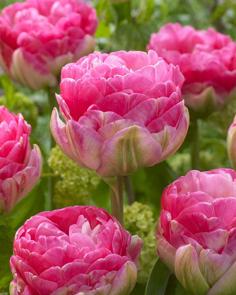 Tulppaani Pinksize