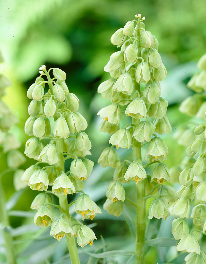 Persianpikarililja Ivory Bells