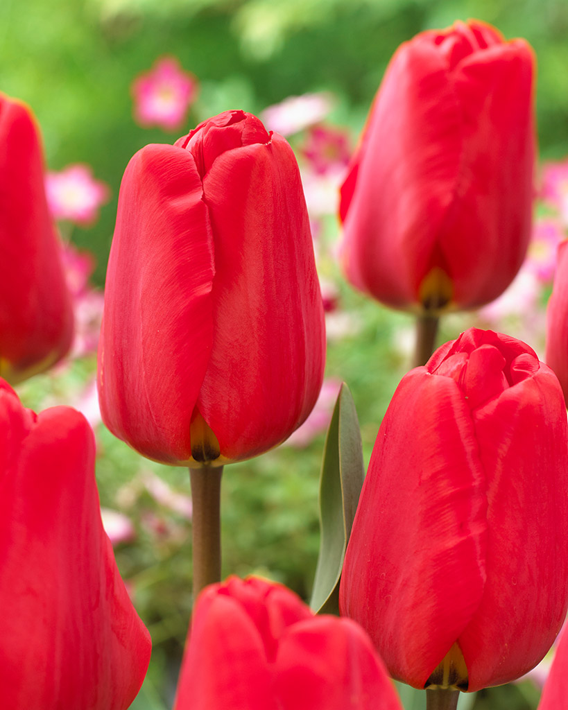 Tulppaani Apeldoorn
