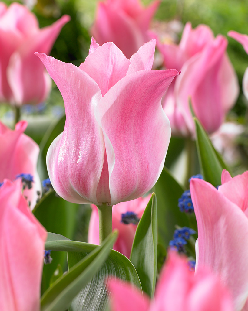 Tulppaani Miss Elegance
