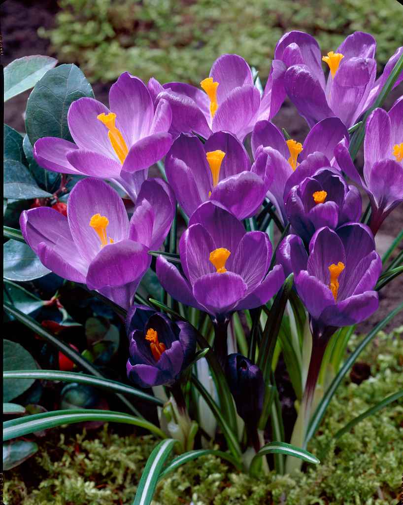 Krookus Flower Record