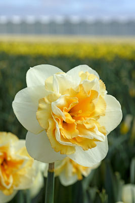 Narsissi Golden Pearl