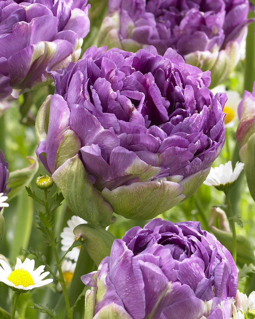 Tulppaani Blue Wow kukka