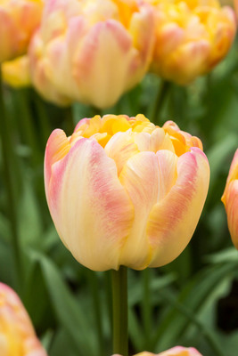 Tulppaani Creme Upstar