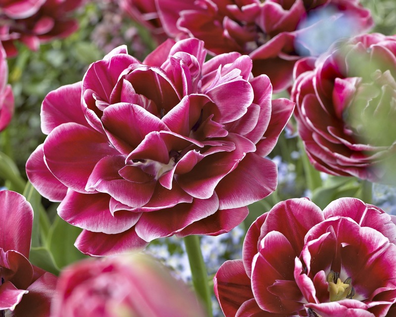 Tulppaani Dream Touch