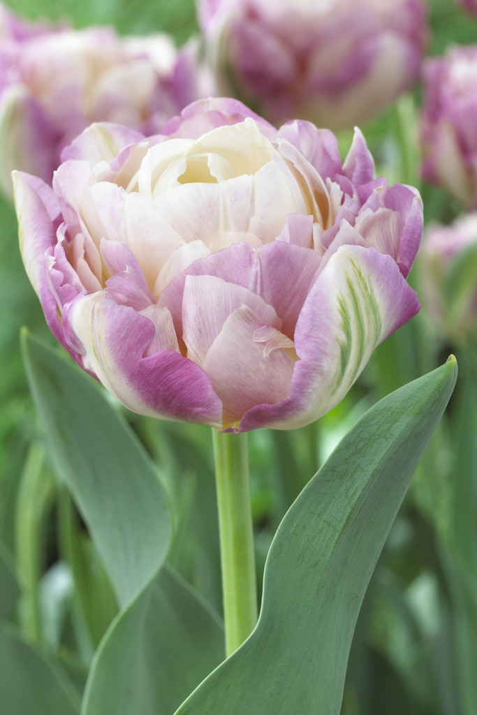 Tulppaani Sweet Desire
