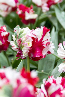 Tulppaani Estella Rijnveld