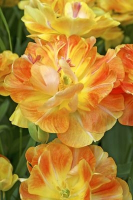 Tulppaani Charming Beauty