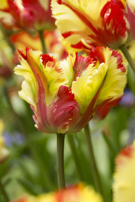 Tulppaani Flaming Parrot