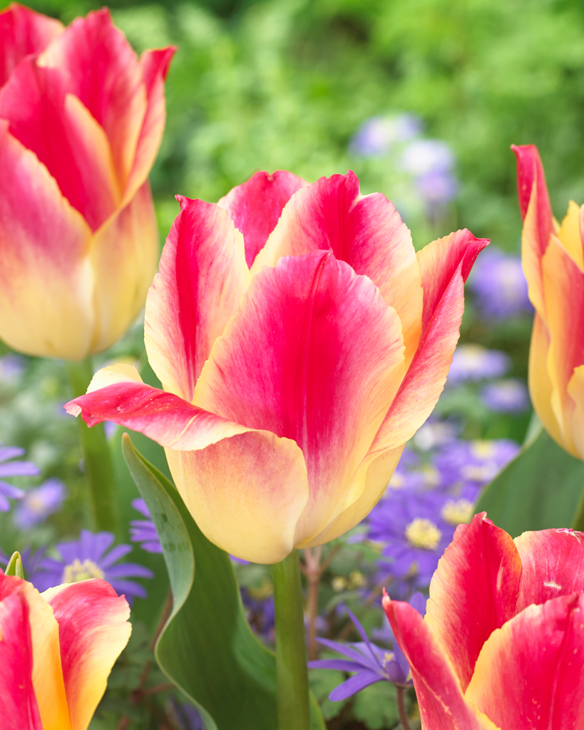 Tulppaani Whispering Dream