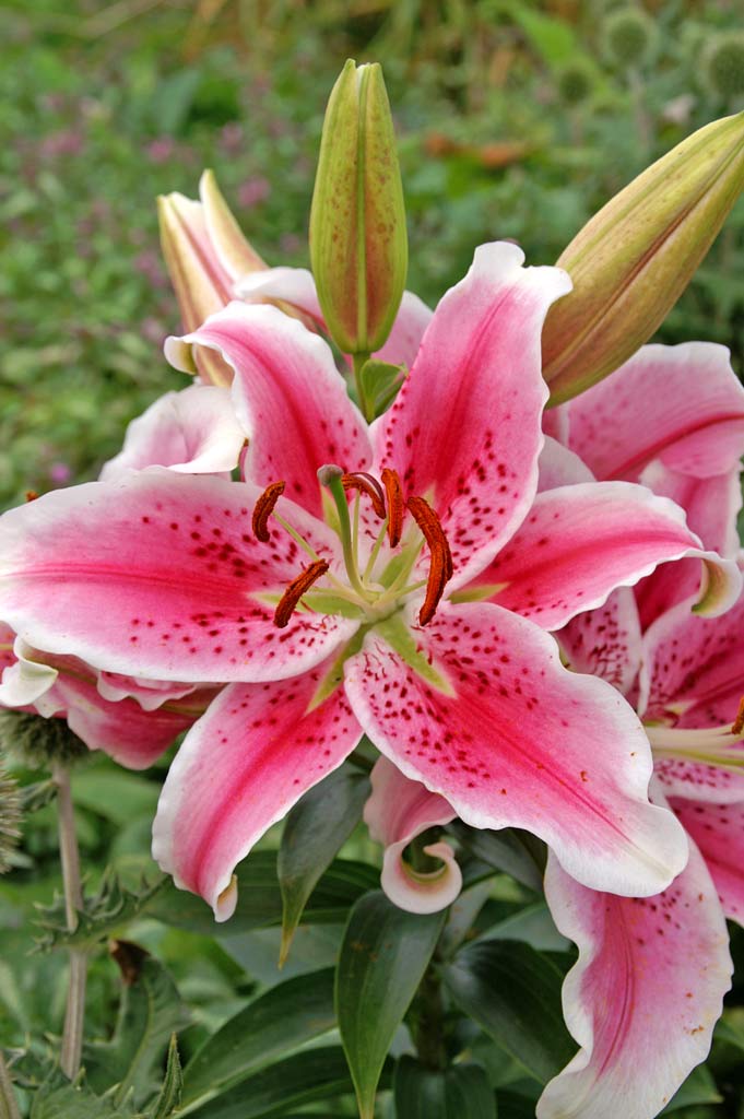 Lilja Stargazer