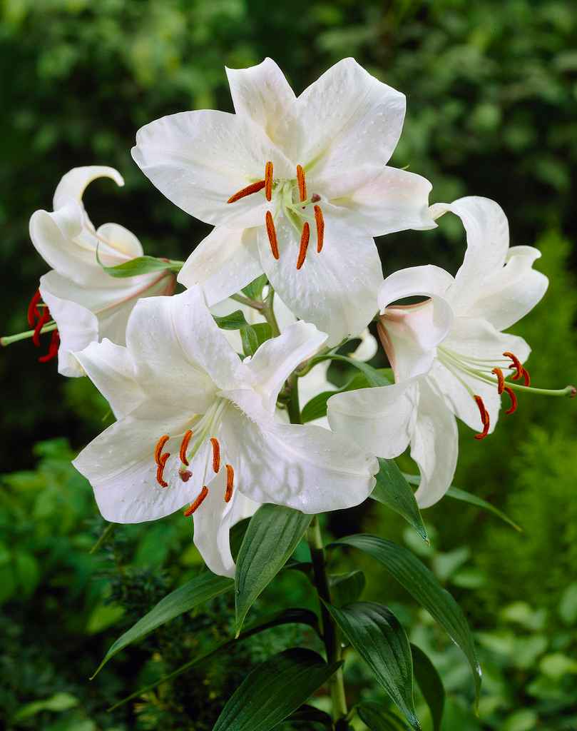 Lilium Lilja Casa Blanca