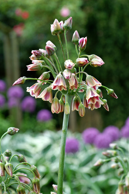 Laukka Siculum