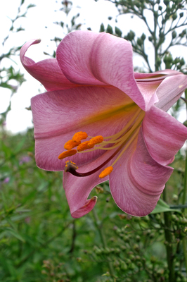 Lilja Pink Perfection