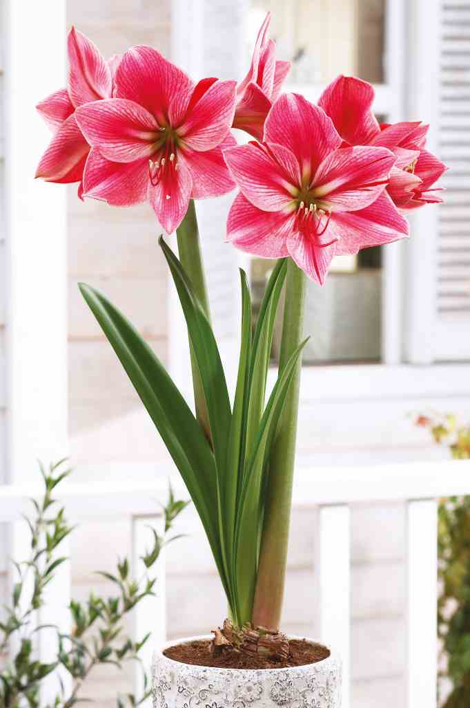 Amaryllis Gervase