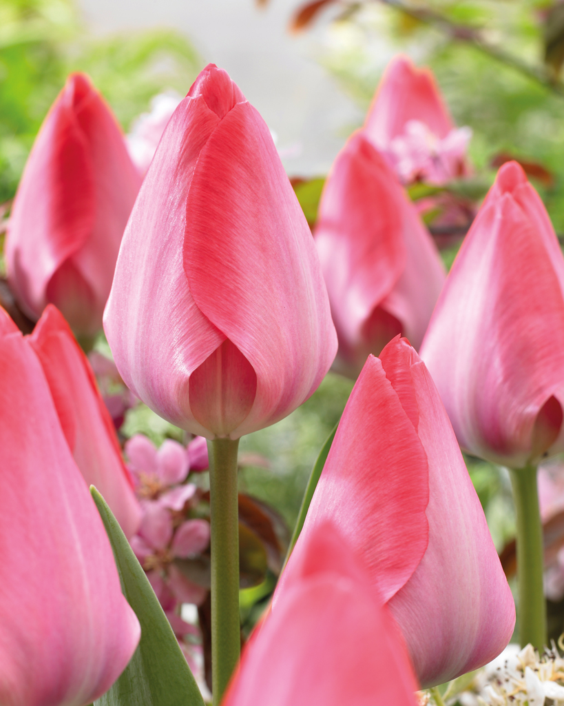 Tulppaani Van Eijk