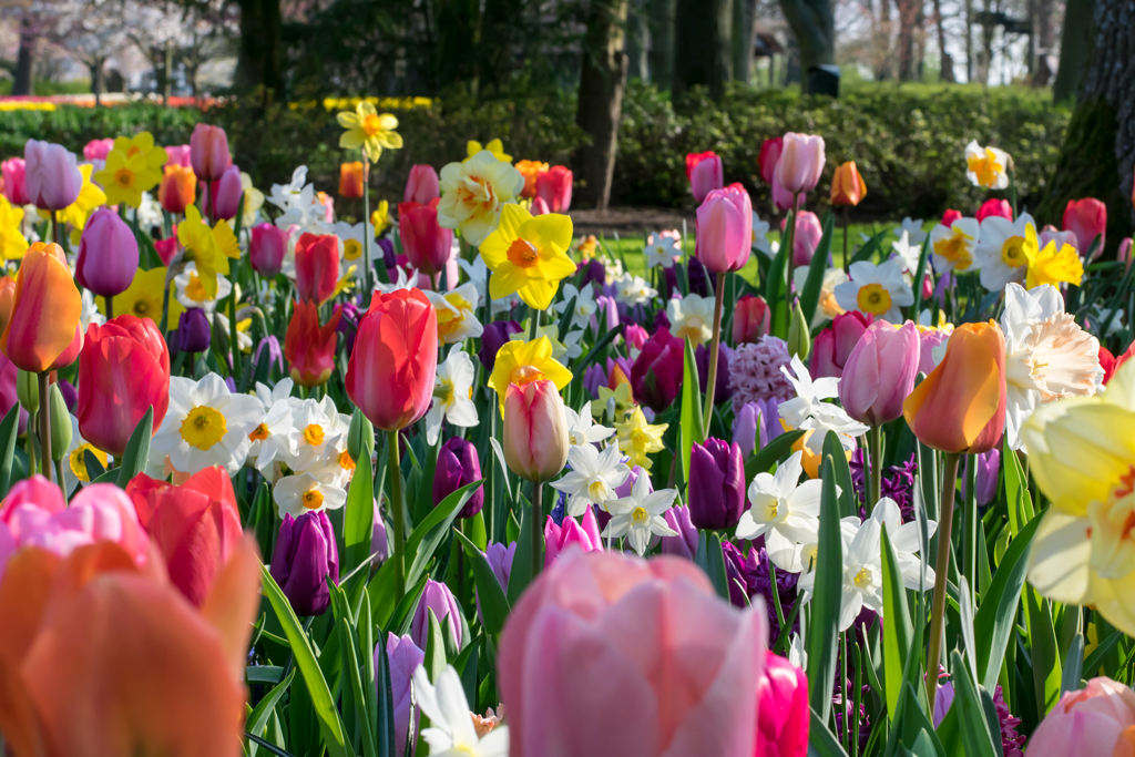 Tulppaanisekoitus Easy gardening sateenkaaren värit