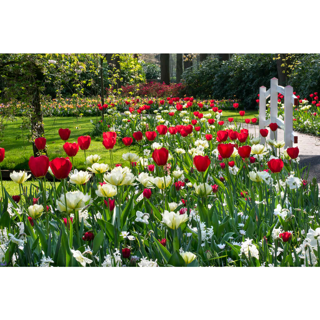 Tulppaanisekoitus Easy Gardening, punaiset ja valkoiset