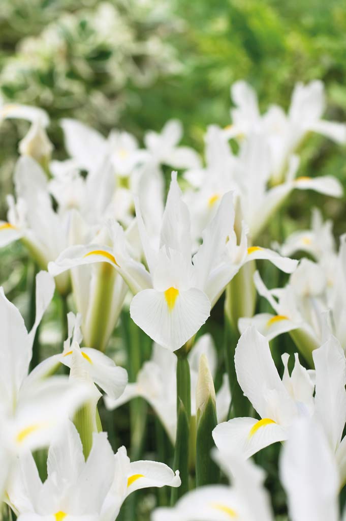 Kevätkurjenmiekka White Excelsior