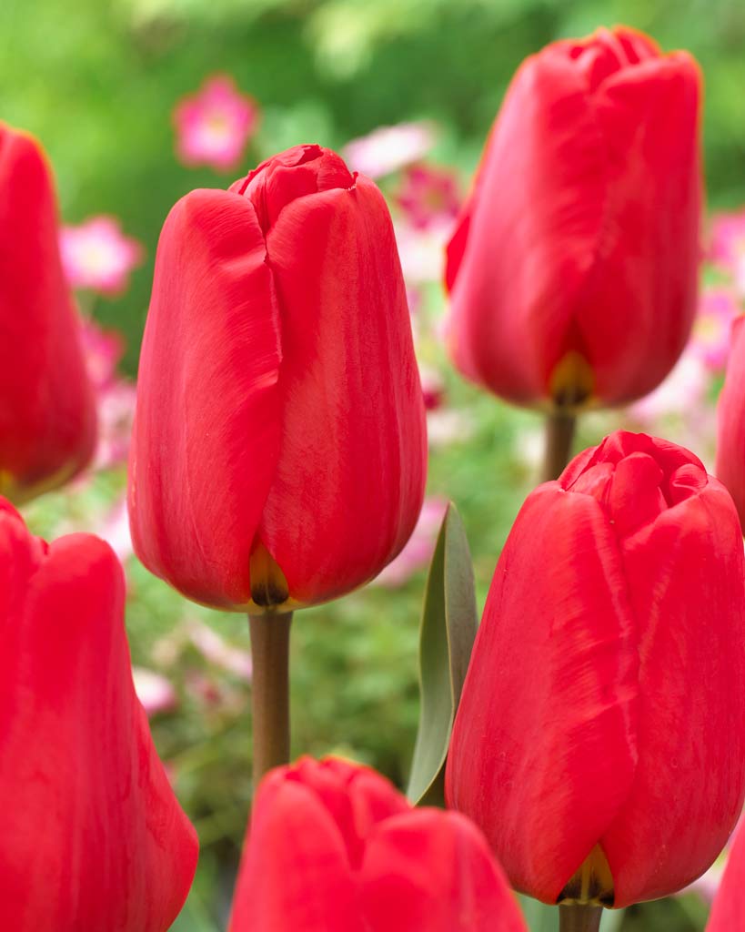 Tulppaani Apeldoorn 40 kpl