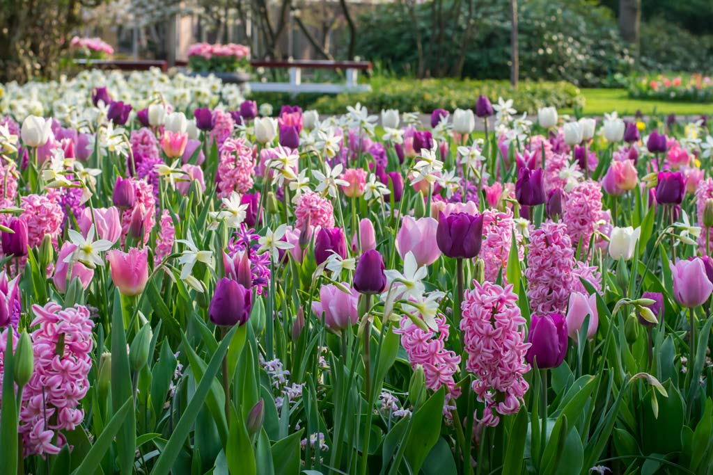 Easy Gardening pinkki ja lila
