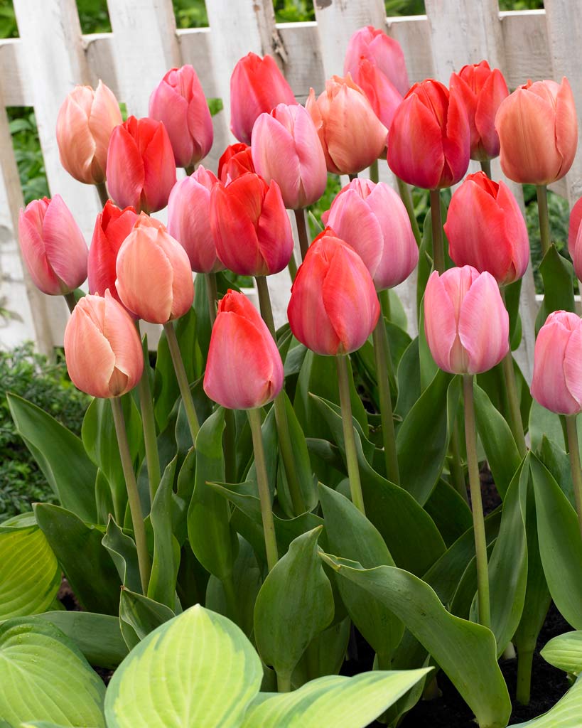 Tulppaani Mix Pink Promise