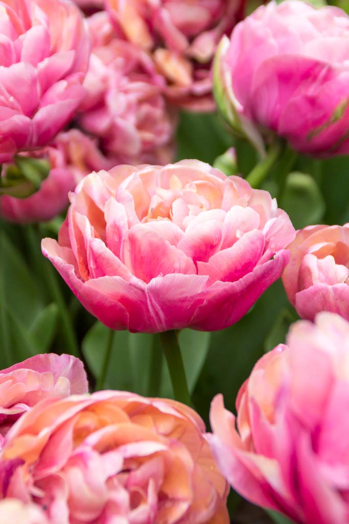 Tulppaani Amazing Grace