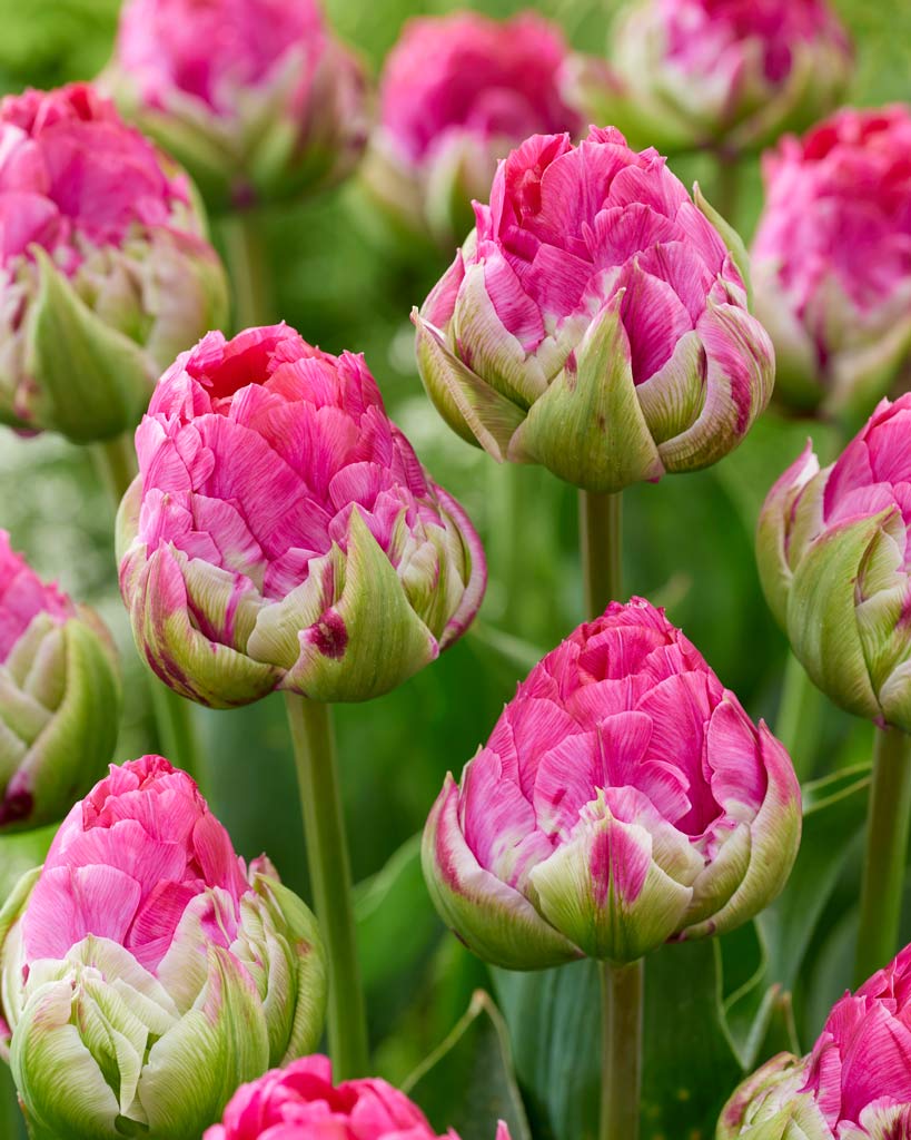 Tulppaani Wicked in Pink