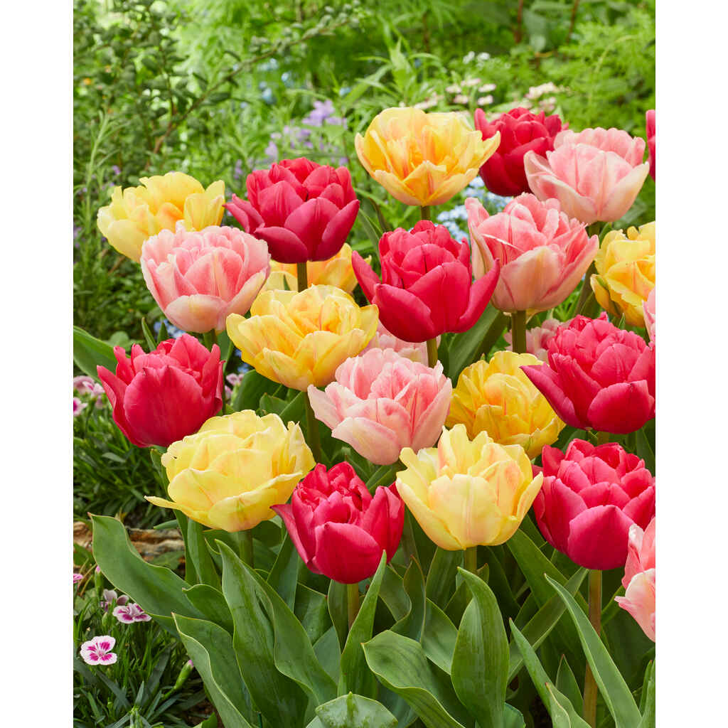 Tulppaanilajitelma Double Dancers