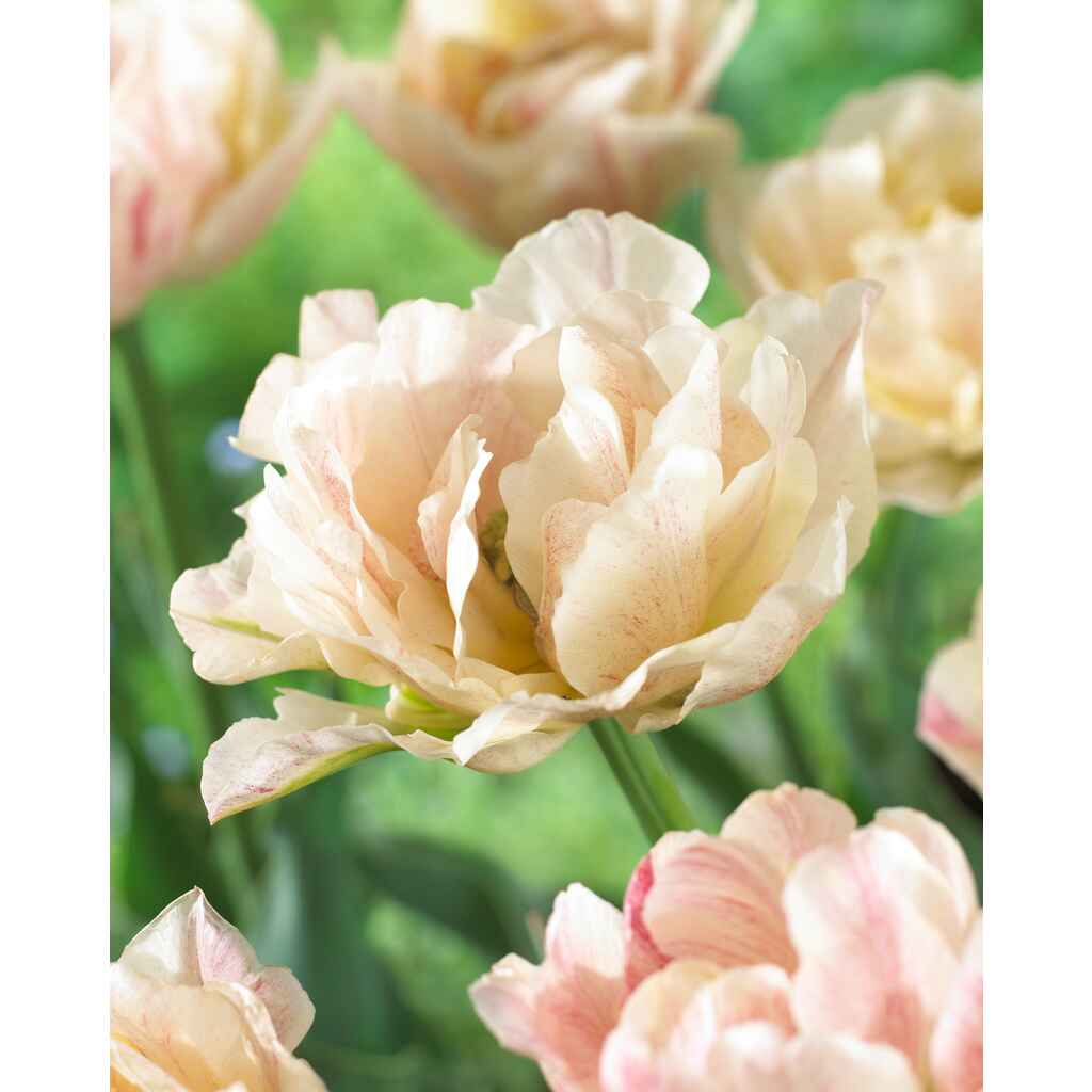 Tulppaani Silk Road