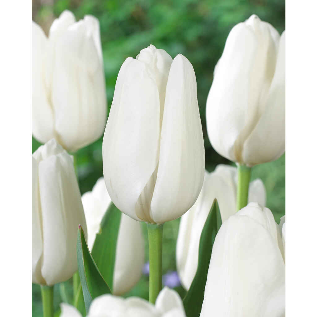 Tulppaani White Clouds (Hakuun) 10